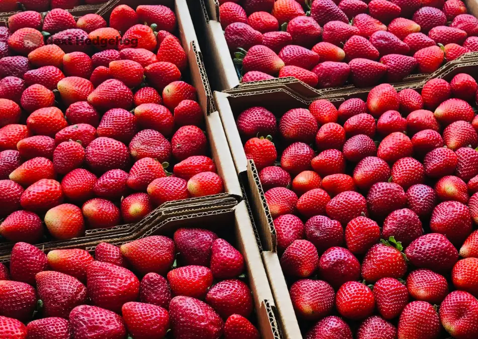 different types of strawberry