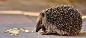 hedgehog child, young hedgehog, hedgehog, animal, spur, nature, garden, mammal, hannah, foraging, enjoy the meal, prickly, fall, cute, crepuscular, wildlife, nocturnal, hedgehog, hedgehog, hedgehog, hedgehog, hedgehog