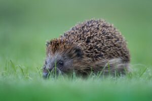 hedgehog, cute, nature, prickly, animals, forest animals, spur, mammal, food