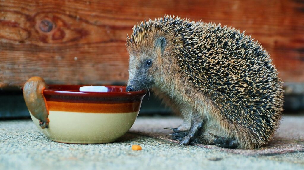 Home hedgehog, pet, animal, prickly, eating, short legs, spiny coat, mammal, animal world, nocturnal, nature, hedgehog, hedgehog, hedgehog, hedgehog, hedgehog, short legs