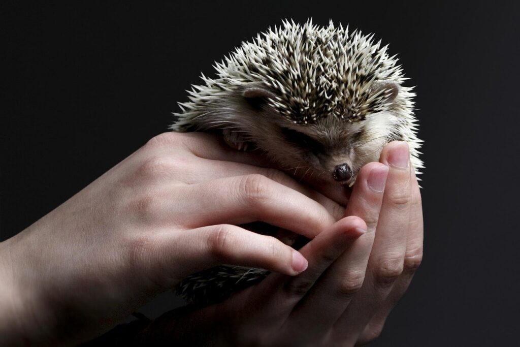 Home animal, hedgehog, pet, mammal, species, nature, fauna, prickly