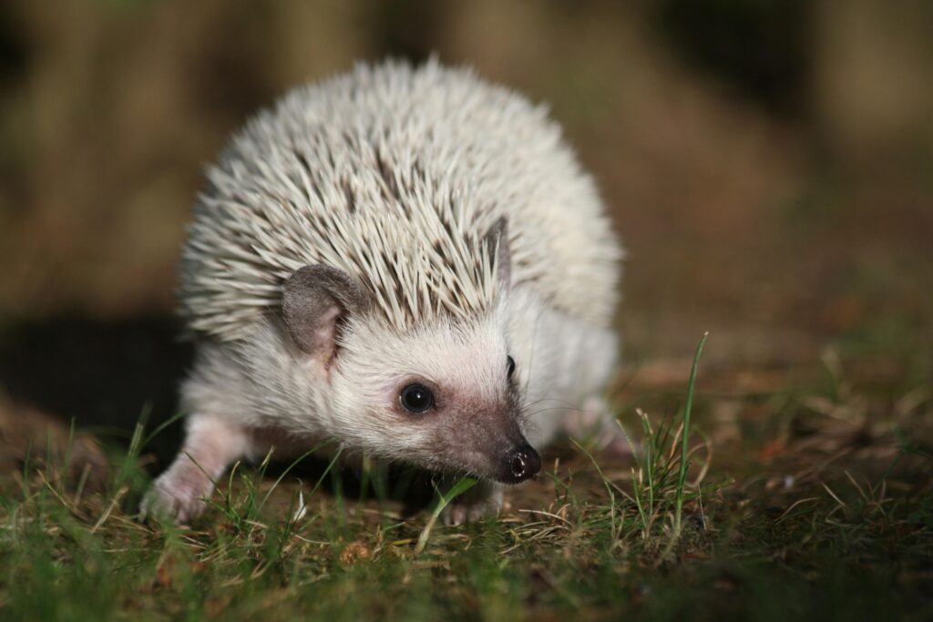 Home Adorable white hedgehog captured in a close-up outdoors setting, showcasing its distinct spikes and curious expression.