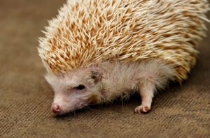 Detailed close-up image of a hedgehog resting on a brown textile surface, highlighting its quills.