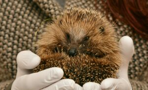 Adorable young hedgehog held in protective gloves, highlighting its prickly spines.