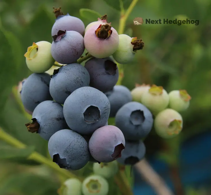 types of blueberry