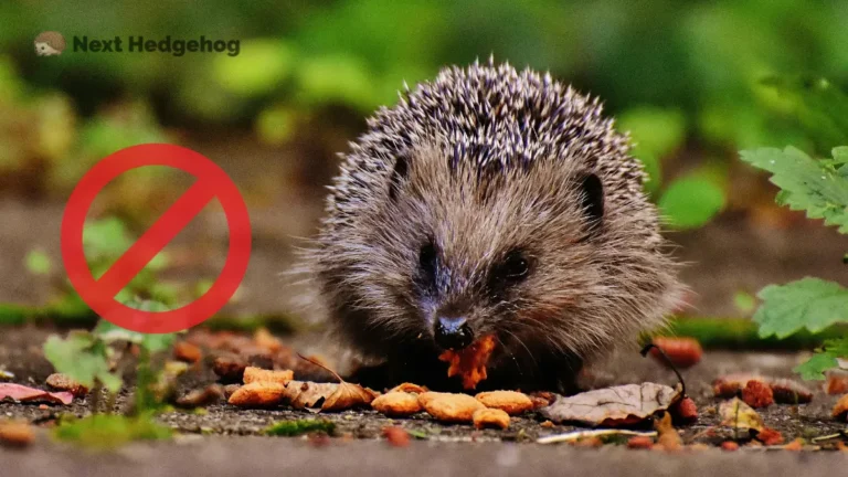 what can hedgehog not eat
