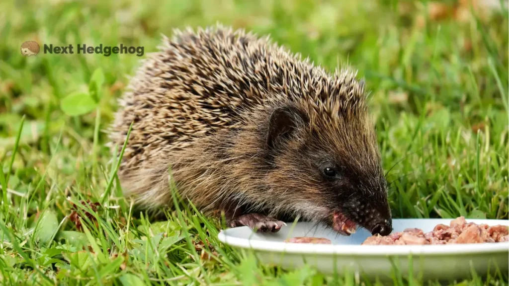what do hedgehogs eat
