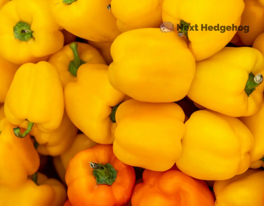 what is bell pepper