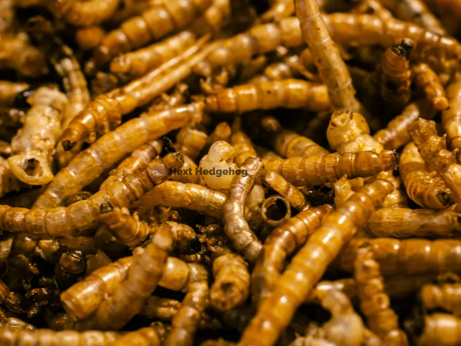 what is mealworms