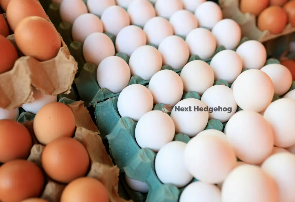 benefits of feeding eggs to hedgehog