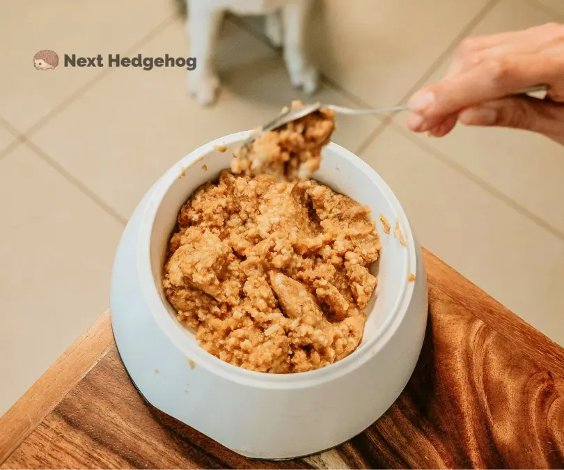 Can Hedgehogs Eat Dog Food? ATTENTION Required for 2026 dog food hedgehog can eat