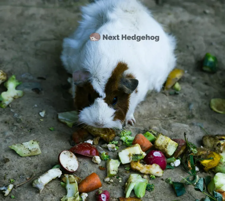 Can Hedgehogs Eat Guinea Pig Food? (Myths vs Truth) guinea pig food