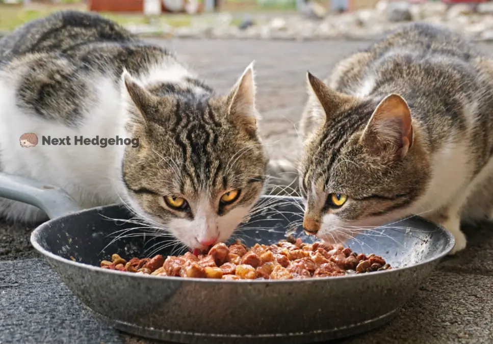 Can Hedgehogs Eat Cat Food? (STOP Before Feeding) is cat food safe for hedgehog