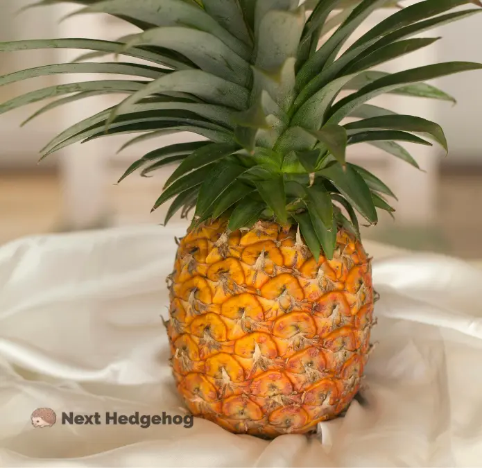 Can Hedgehogs Eat Pineapple? STOP Feeding Right Now! pineapple