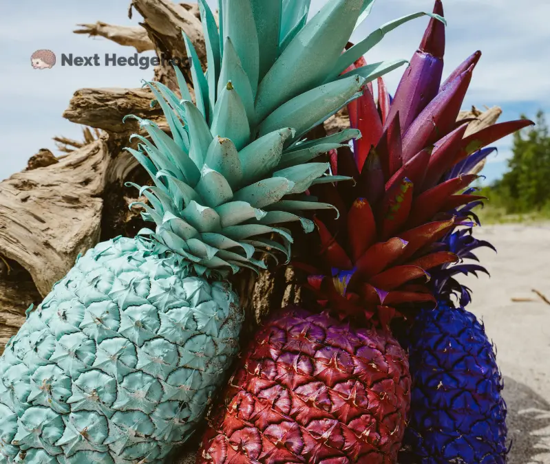Can Hedgehogs Eat Pineapple? STOP Feeding Right Now! types of pineapple