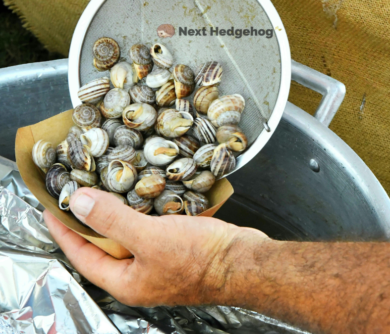 types of snails