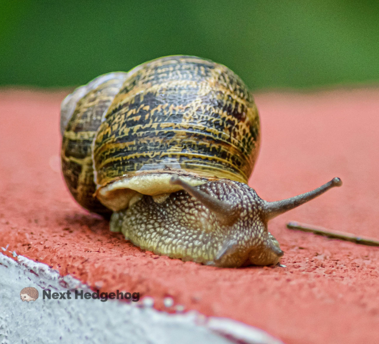 what are snails