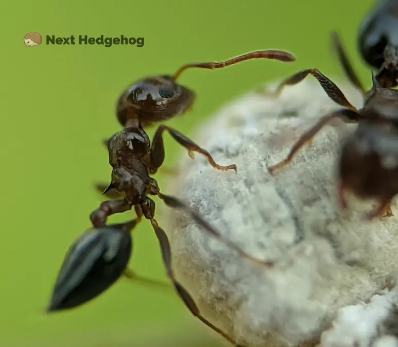what is ant