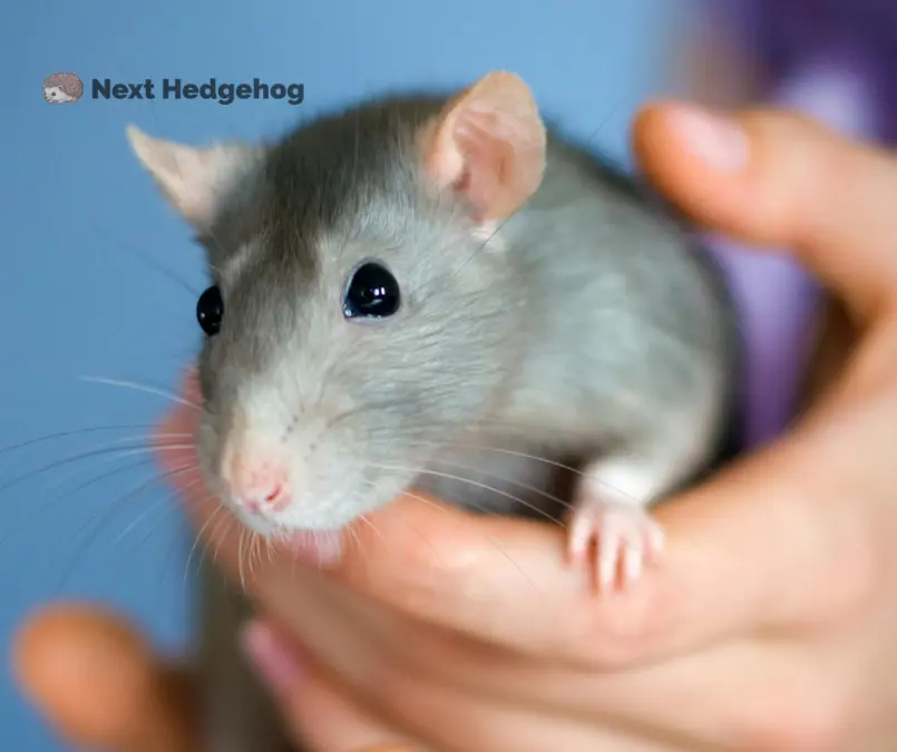 what is mice