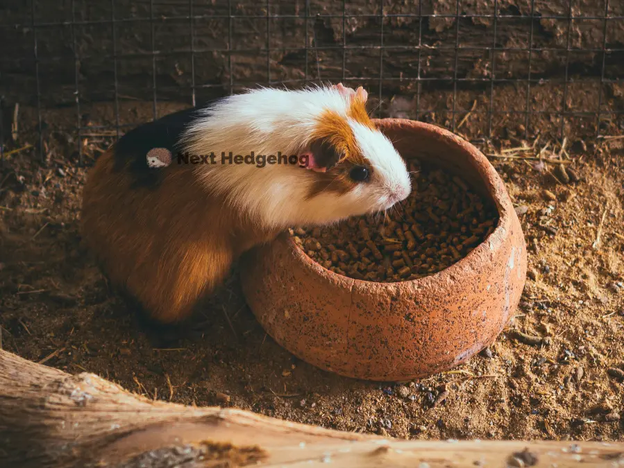Can Hedgehogs Eat Guinea Pig Food? (Myths vs Truth) why guinea pig food is not safe for hedgehog