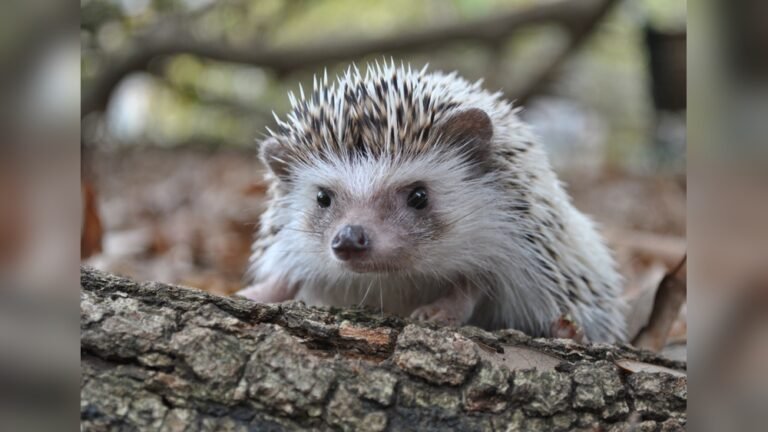 Are Hedgehogs Legal in Louisiana? Discover the Truth Today!