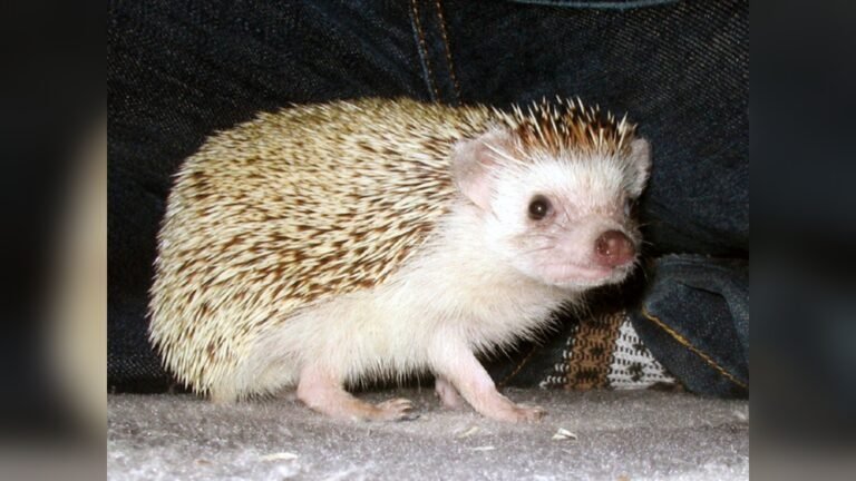 Are Hedgehogs Legal in New Jersey: What You Need to Know