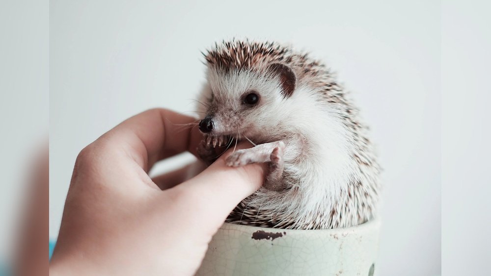 are hedgehogs legal in utah