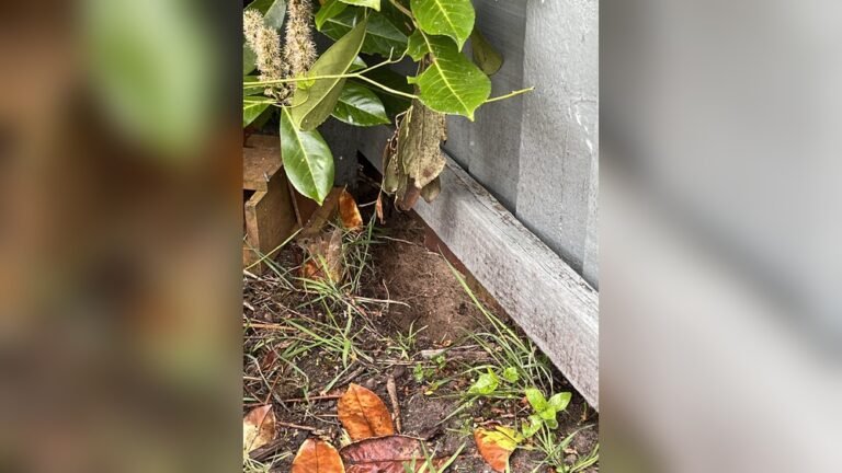 Can Hedgehogs Dig?: Surprising Facts You Need to Know