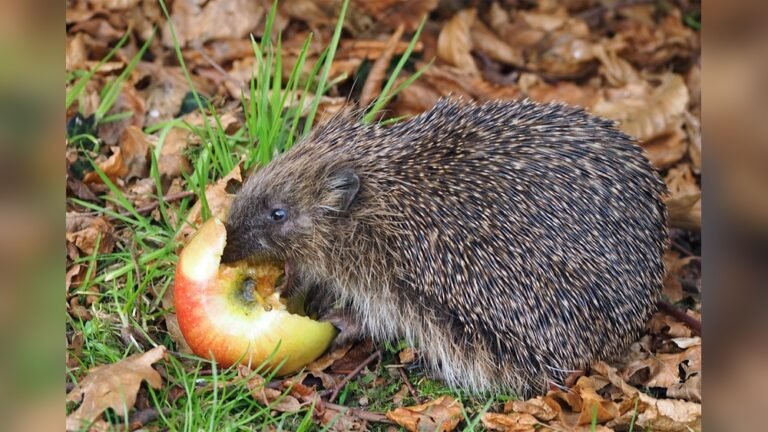 Can Hedgehogs Eat Applesauce? Safe Treats for Your Pet