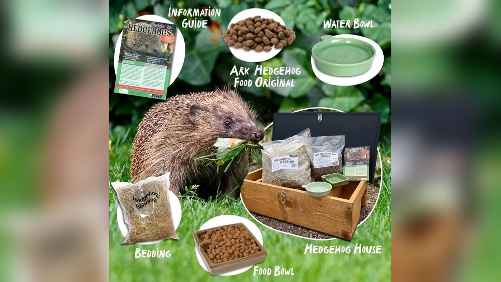 can hedgehogs eat biscuits