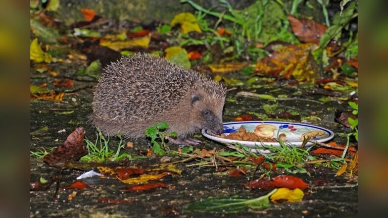 Can Hedgehogs Eat Cereal? The Surprising Truth Revealed