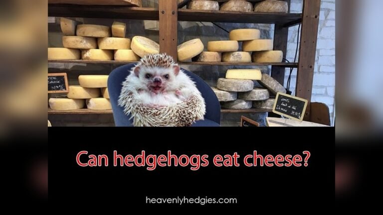 Can Hedgehogs Eat Cheese? What Every Owner Needs to Know