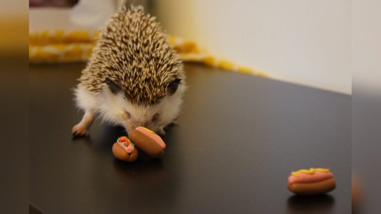 Can Hedgehogs Eat Chili Dogs? Surprising Facts Revealed