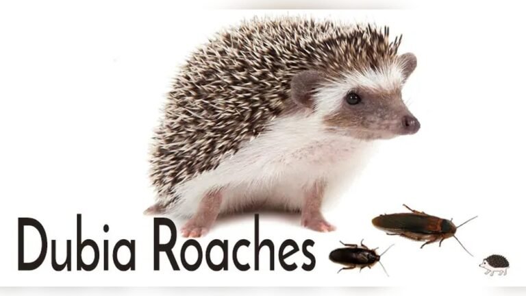 Can Hedgehogs Eat Dubia Roaches? Nutrition Facts & Risks