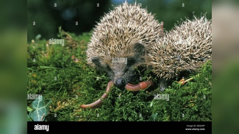 Can Hedgehogs Eat Earthworms: Safe Feeding Guide for Pet Owners