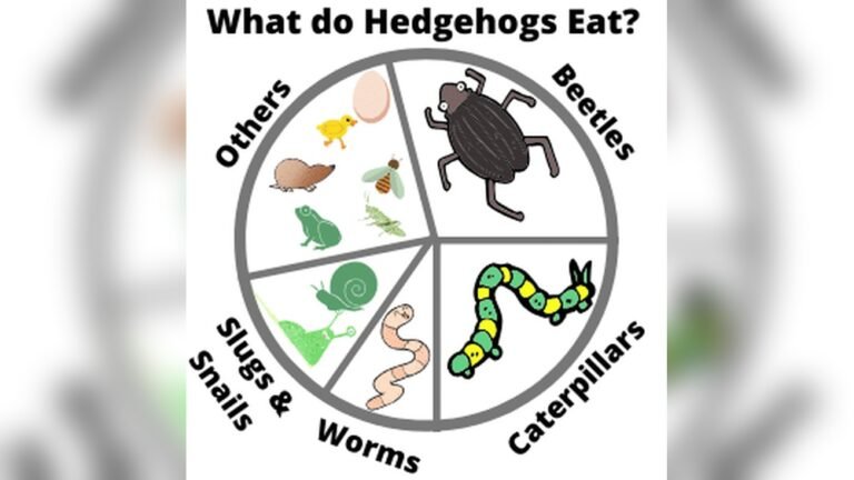 Can Hedgehogs Eat Grasshoppers? Safe Feeding Guide Explained