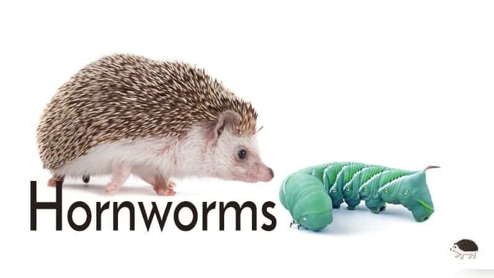 can hedgehogs eat hornworms