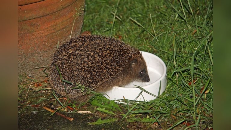 Can Hedgehogs Eat Milk? The Surprising Truth Revealed