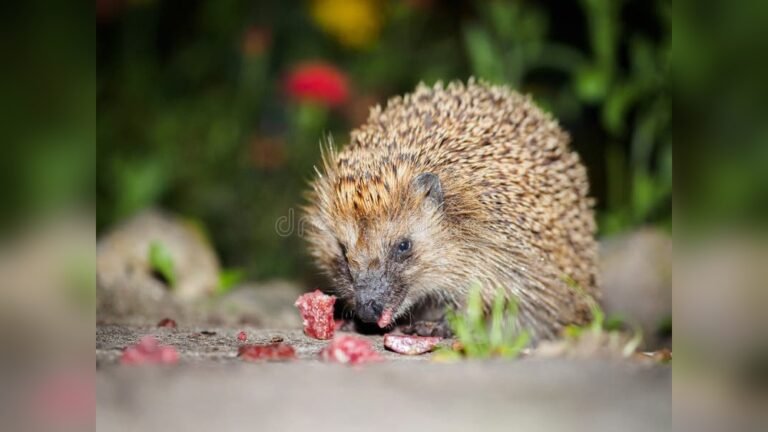 Can Hedgehogs Eat Sausage? What Every Owner Should Know