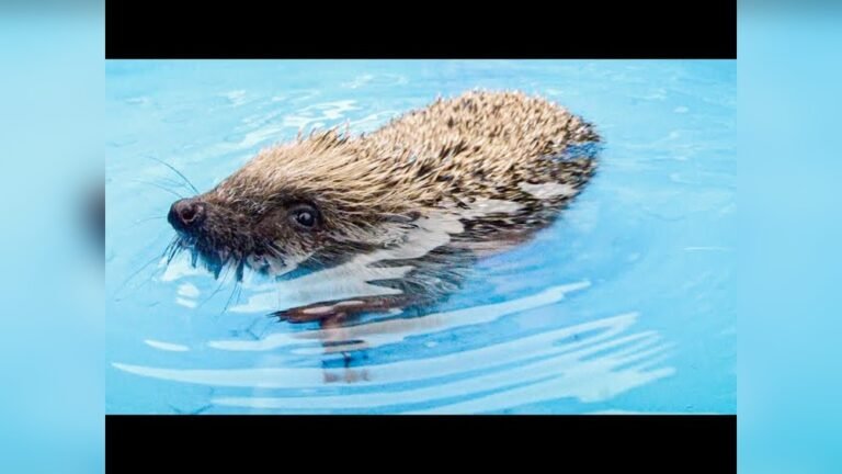 Can Hedgehogs Swim: Surprising Facts You Need to Know