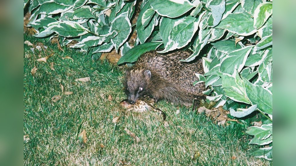 do hedgehogs eat poop