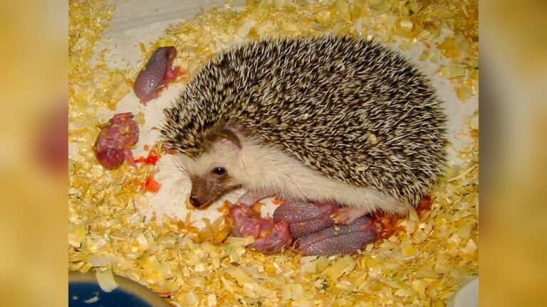 Do Hedgehogs Eat Their Babies? Shocking Truth Revealed!
