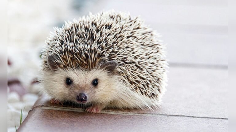 Do Hedgehogs Have Hair: Surprising Facts You Must Know