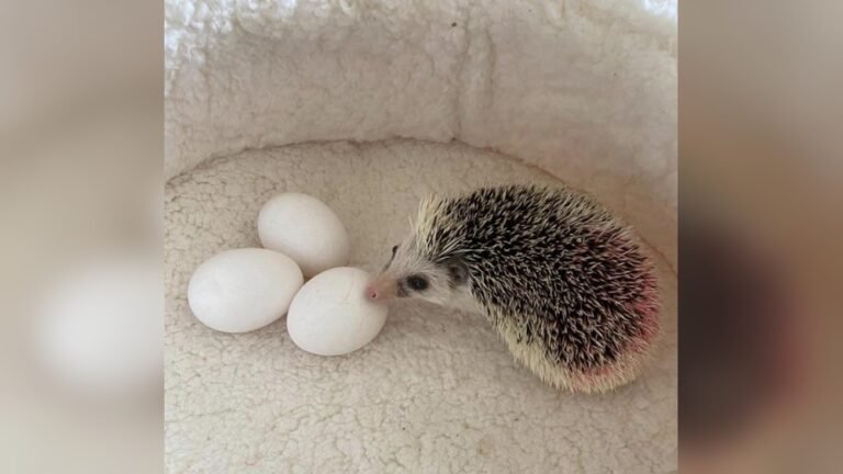 Do Hedgehogs Lay Eggs? Uncover the Truth Now!
