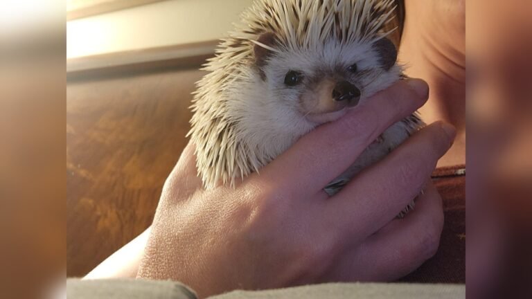 Do Hedgehogs Purr: Surprising Facts Every Owner Must Know
