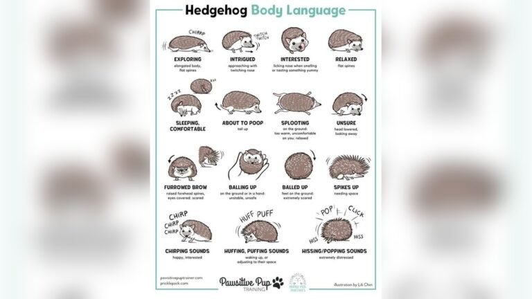 Why Do Hedgehogs Circle Each Other: Surprising Behaviors Explained